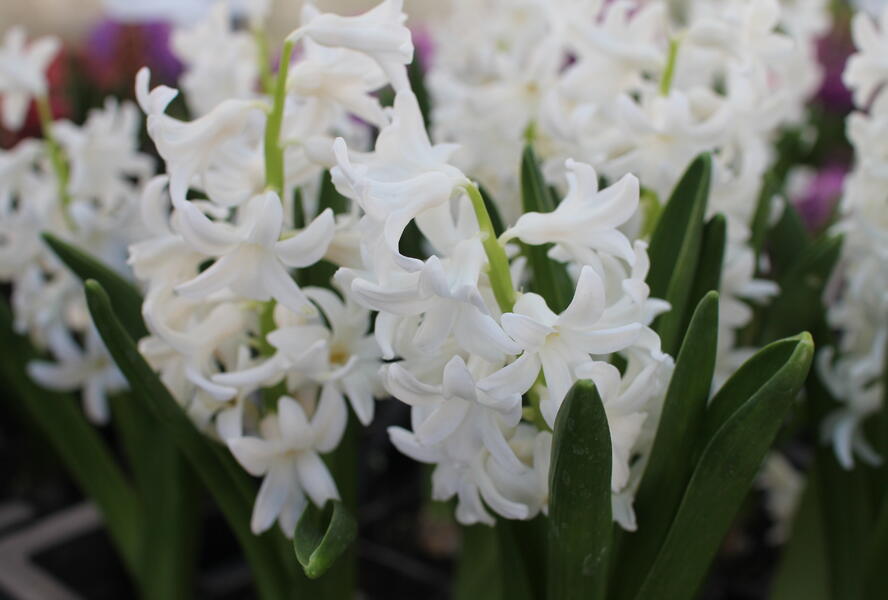 Hyacint 'Carnegie' - Hyacinthus 'Carnegie'