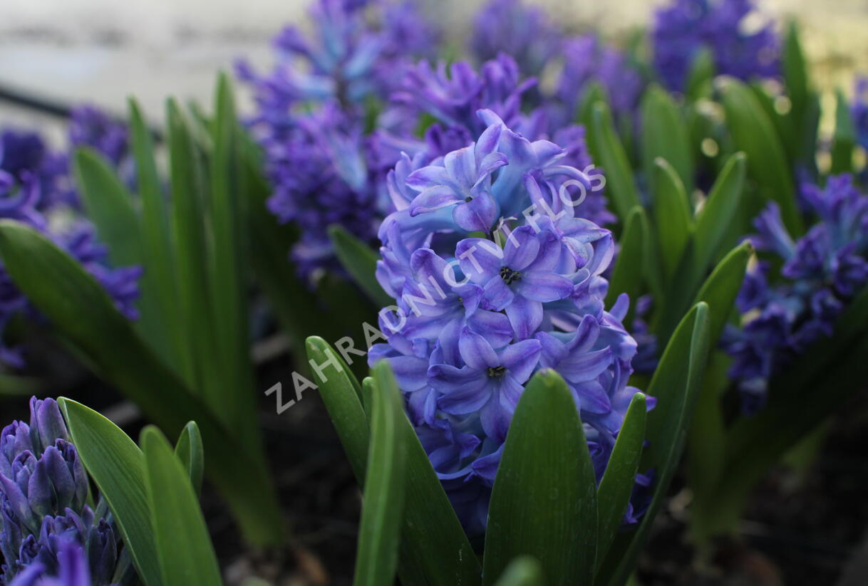 Hyacint 'Blue Jacket' - Hyacinthus 'Blue Jacket'