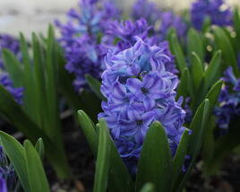 Hyacint 'Blue Jacket'