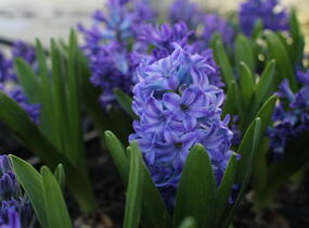 Hyacint 'Blue Jacket' - Hyacinthus 'Blue Jacket'