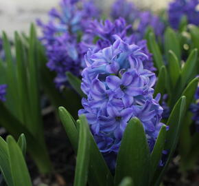 Hyacint 'Blue Jacket'