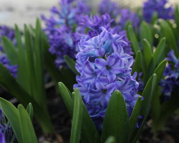 Hyacint 'Blue Jacket'