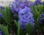 Hyacint 'Blue Jacket'