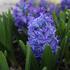 Hyacinthus 'Blue Jacket'_1.JPG