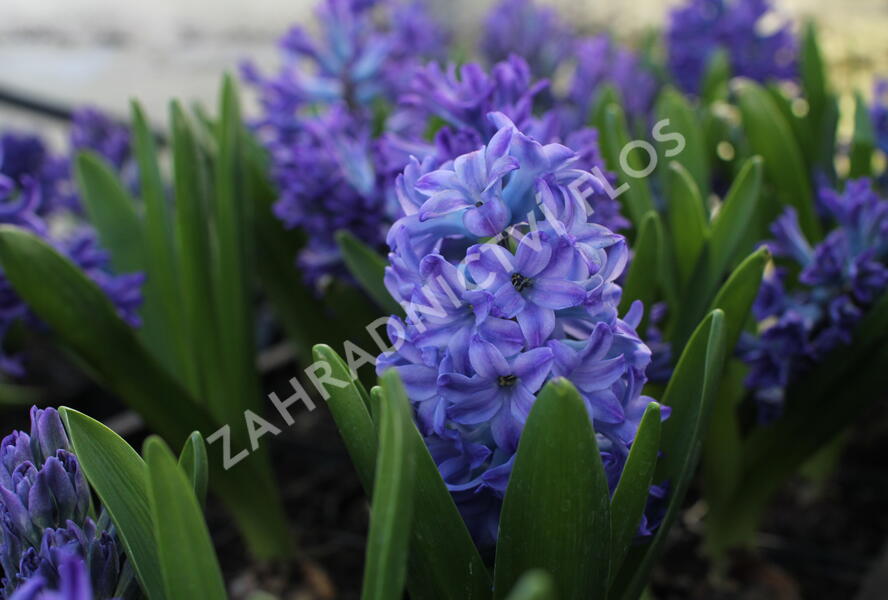 Hyacint 'Blue Jacket' - Hyacinthus 'Blue Jacket'