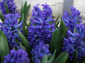 Hyacint 'Blue Jacket' - Hyacinthus 'Blue Jacket'