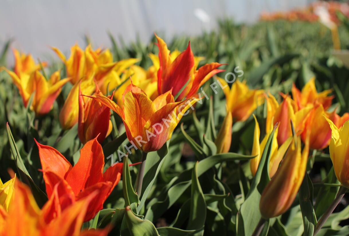 Tulipán liliovitý 'Vendeeglobe' - Tulipa Lily Flowering 'Vendeeglobe'