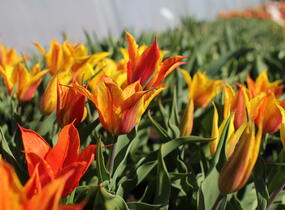 Tulipán liliovitý 'Vendeeglobe' - Tulipa Lily Flowering 'Vendeeglobe'