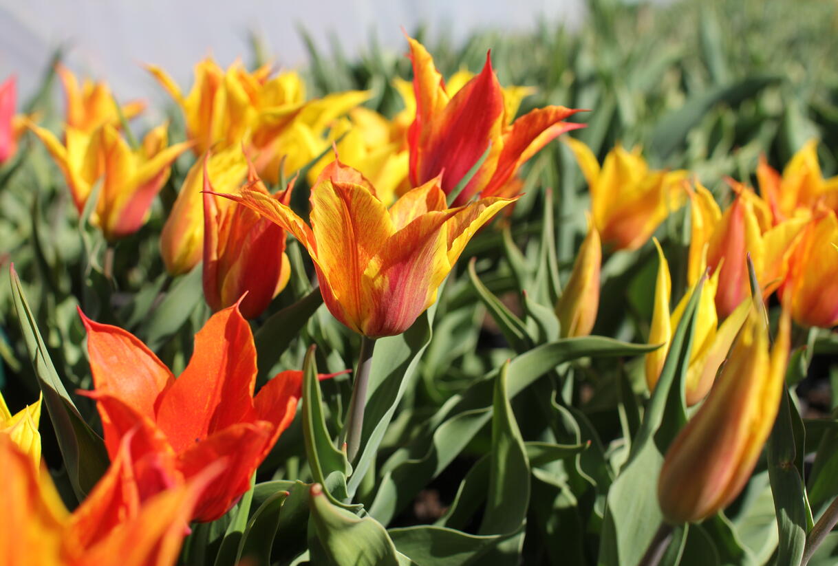 Tulipán liliovitý 'Vendeeglobe' - Tulipa Lily Flowering 'Vendeeglobe'