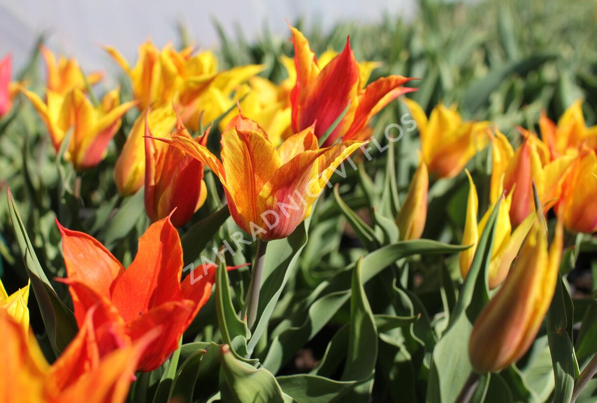 Tulipán liliovitý 'Vendeeglobe' - Tulipa Lily Flowering 'Vendeeglobe'
