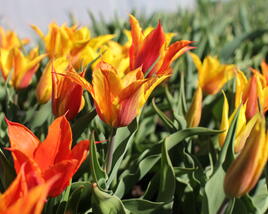 Tulipán liliovitý 'Vendeeglobe'