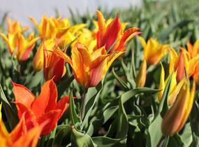 Tulipán liliovitý 'Vendeeglobe' - Tulipa Lily Flowering 'Vendeeglobe'