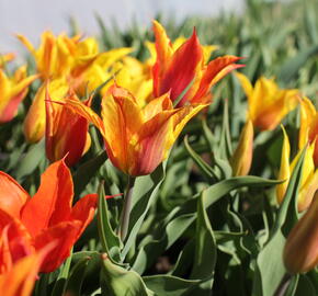 Tulipán liliovitý 'Vendeeglobe'