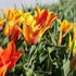 Tulipa Lily Flowering 'Vendeeglobe'.JPG