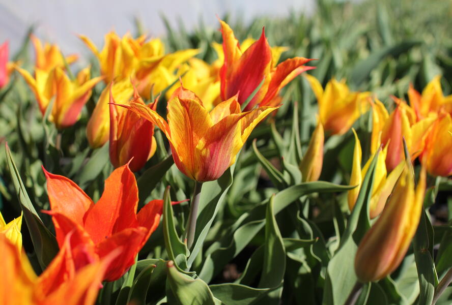 Tulipán liliovitý 'Vendeeglobe' - Tulipa Lily Flowering 'Vendeeglobe'