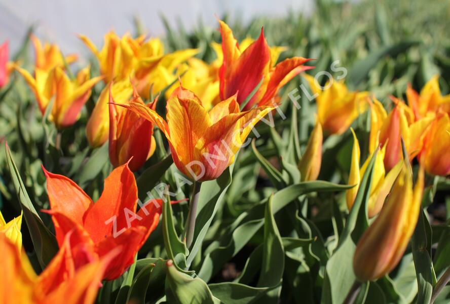 Tulipán liliovitý 'Vendeeglobe' - Tulipa Lily Flowering 'Vendeeglobe'