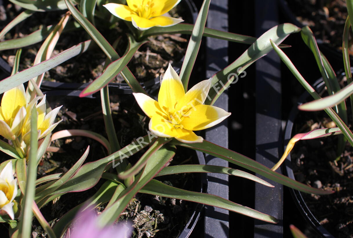 Tulipán botanický nízký pulchella - Tulipa humilis pulchella