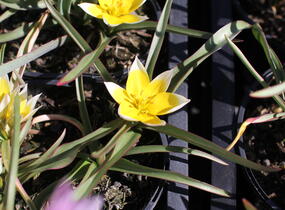 Tulipán botanický nízký pulchella - Tulipa humilis pulchella