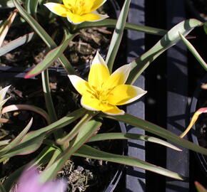 Tulipán botanický nízký pulchella