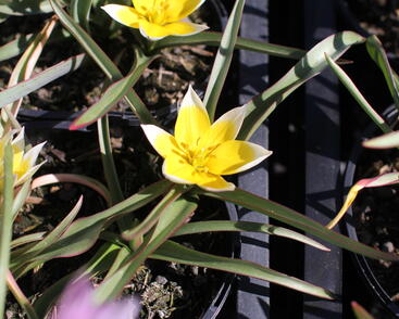 Tulipán botanický nízký pulchella