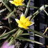 Tulipa humilis pulchella.JPG