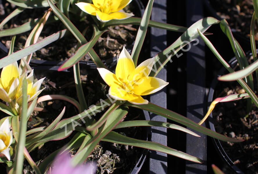 Tulipán botanický nízký pulchella - Tulipa humilis pulchella