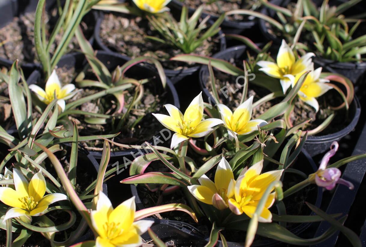 Tulipán botanický nízký pulchella - Tulipa humilis pulchella