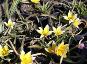 Tulipán botanický nízký pulchella - Tulipa humilis pulchella