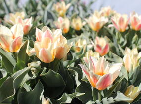 Tulipán Greigův 'Quebec' - Tulipa Greigii 'Quebec'