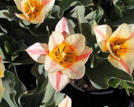 Tulipán Greigův 'Quebec'