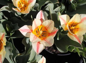 Tulipán Greigův 'Quebec' - Tulipa Greigii 'Quebec'