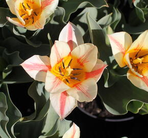 Tulipán Greigův 'Quebec'