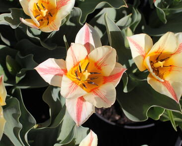 Tulipán Greigův 'Quebec'