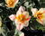 Tulipán Greigův 'Quebec'