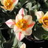 Tulipa Greigii 'Quebec'_1.JPG