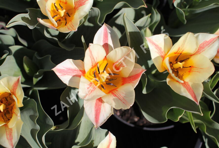 Tulipán Greigův 'Quebec' - Tulipa Greigii 'Quebec'