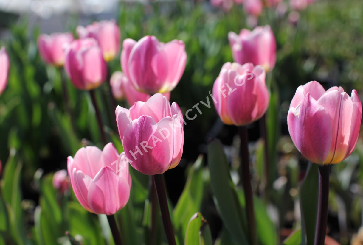 Tulipán Darwin hybrid 'Light and Dreamy' - Tulipa Darwin hybrid 'Light and Dreamy'