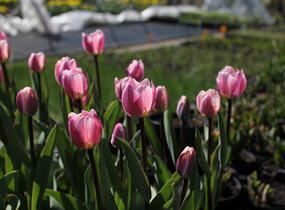 Tulipán Darwin hybrid 'Light and Dreamy' - Tulipa Darwin hybrid 'Light and Dreamy'