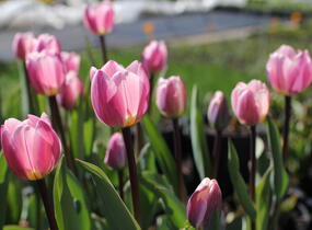 Tulipán Darwin hybrid 'Light and Dreamy' - Tulipa Darwin hybrid 'Light and Dreamy'