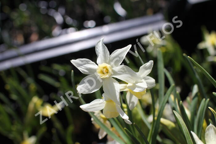 Narcis velkokorunný 'Fortissimo' - Narcissus Large Cupped 'Fortissimo'