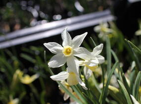 Narcis velkokorunný 'Fortissimo' - Narcissus Large Cupped 'Fortissimo'