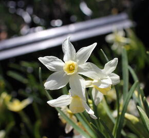 Narcis velkokorunný 'Fortissimo'