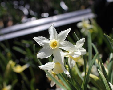 Narcis velkokorunný 'Fortissimo'