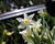 Narcis velkokorunný 'Fortissimo'