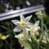 Narcissus Large Cupped 'Fortissimo'.JPG