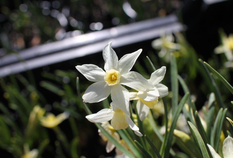 Narcis velkokorunný 'Fortissimo' - Narcissus Large Cupped 'Fortissimo'