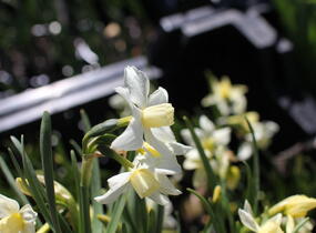 Narcis velkokorunný 'Fortissimo' - Narcissus Large Cupped 'Fortissimo'