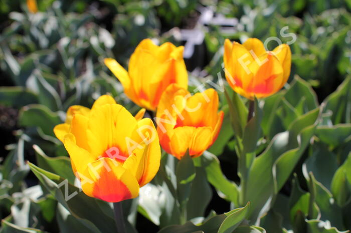 Tulipán jednoduchý raný 'Flair' - Tulipa Single Early 'Flair'