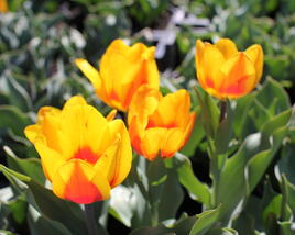 Tulipán jednoduchý raný 'Flair'