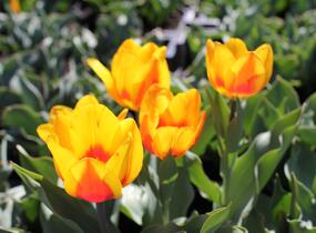 Tulipán jednoduchý raný 'Flair' - Tulipa Single Early 'Flair'